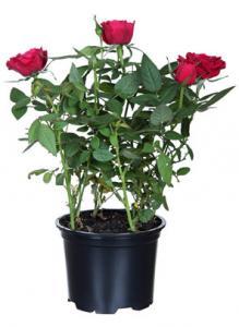 Potted Red Roses | St Petersburg Flower Shop